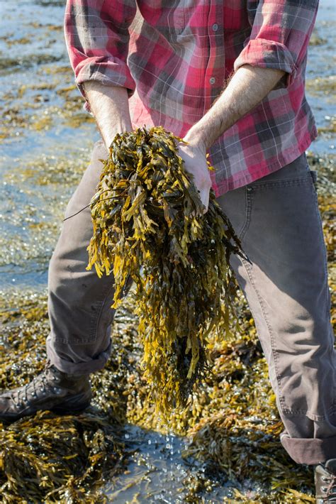 Beauty Secrets of Seaweed: Skincare in Fernandina Beach